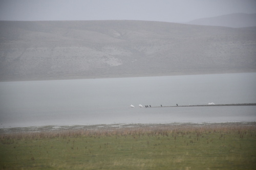 American White Pelican