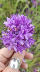 Dichelostemma