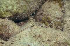 Gnatholepis thompsoni