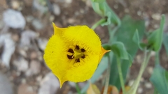 Calochortus monophyllus