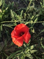 Papaver rhoeas