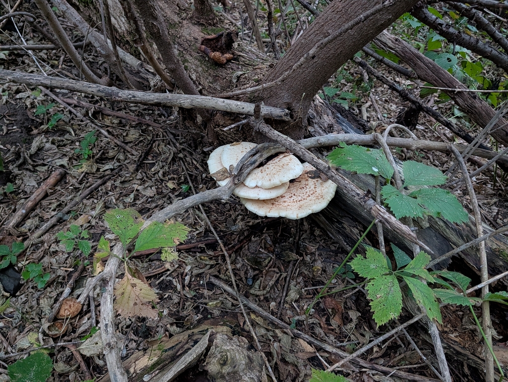Dryad's Saddle · September 2026 · photo: Photo: no rights reserved · iNaturalist
