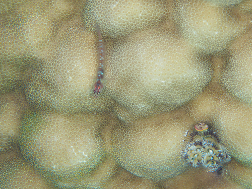 Eviota albolineata observed 2026-09-27