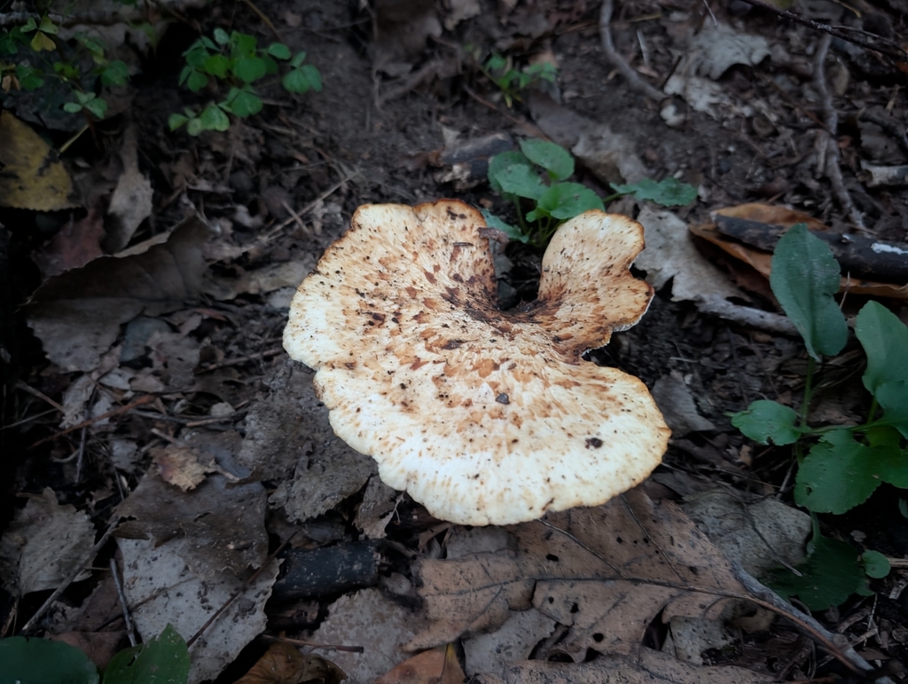 Dryad's Saddle · September 2026 · photo: Photo: no rights reserved · iNaturalist