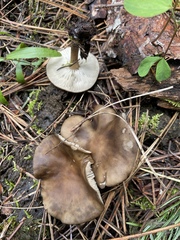 Melanoleuca angelesiana