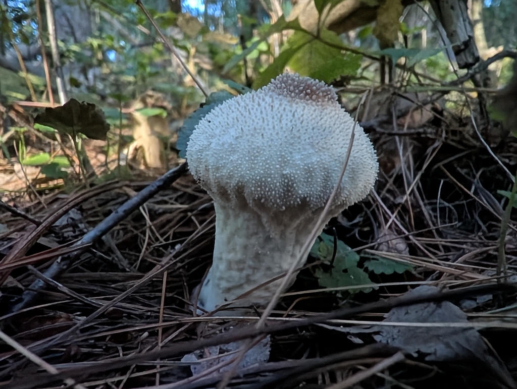 common puffball · September 2026 · photo: Photo: no rights reserved · iNaturalist