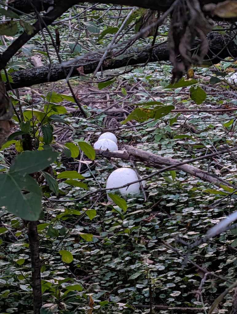 giant puffball · September 2026 · photo: Photo: no rights reserved · iNaturalist