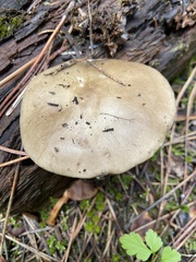 Melanoleuca strictipes