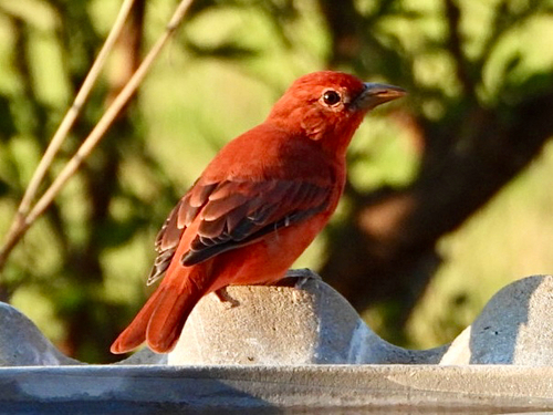 Summer Tanager