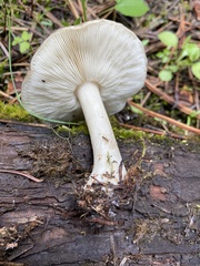 Melanoleuca strictipes