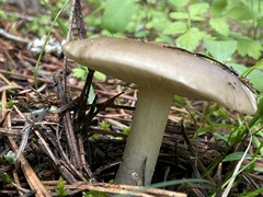 Melanoleuca strictipes