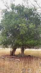 Alectryon diversifolius