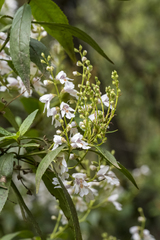 Prostanthera subalpina