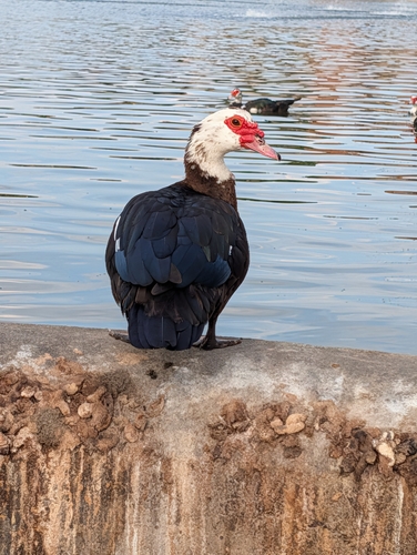 Domestic Muscovy Duck