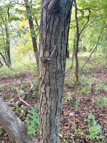shagbark hickory