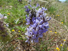 Pediomelum cuspidatum