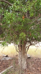 Alectryon diversifolius