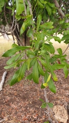 Alectryon diversifolius