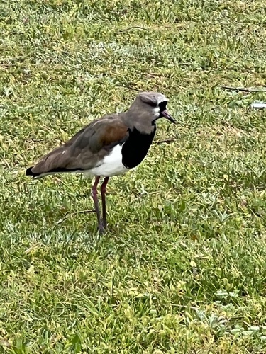 Southern Lapwing