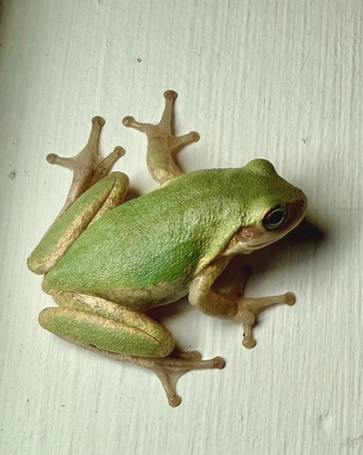 Green Treefrog