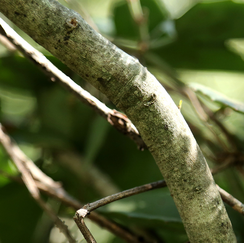 Image of Elaeodendron transvaalense by (c) Wynand Uys, some rights reserved (CC BY)