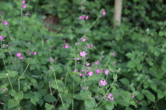 Silene dioica