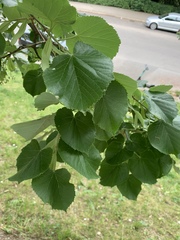 Tilia