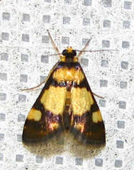 Deuterarcha xanthomela