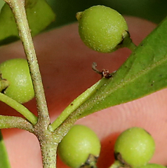 Euclea schimperi schimperi