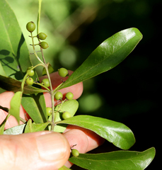 Euclea schimperi schimperi