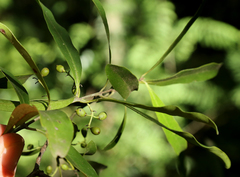 Euclea schimperi schimperi