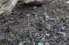 Clethrionomys glareolus