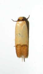 Tachystola stenoptera