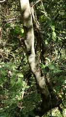 Euclea schimperi schimperi