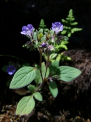 Phacelia vallicola