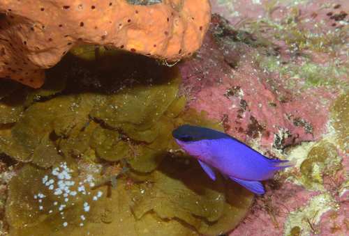 Blackcap basslet (Gramma melacara) — Grammatidae — 5