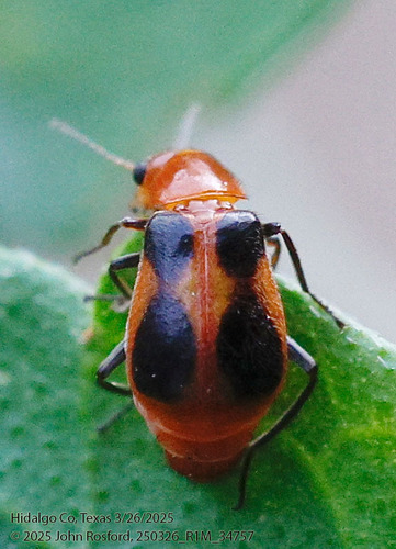 Attalus rufiventris