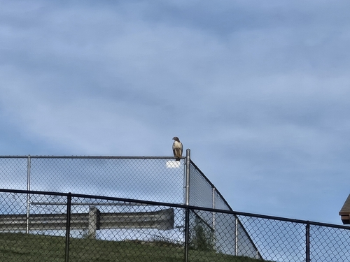 Red-tailed Hawk