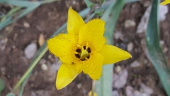Calochortus monophyllus