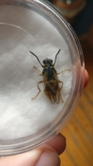 Temnostoma vespiforme