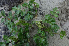 Apium prostratum filiforme