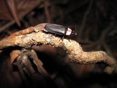 Nipponoluciola cruciata
