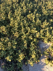 Tetragonia decumbens