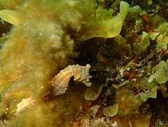 Hippocampus breviceps