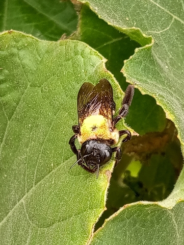 Eastern Carpenter Bee