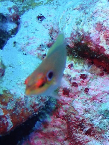 Halichoeres melasmapomus observed 2026-09-28