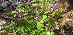 Lathyrus vernus