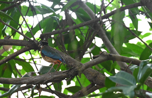 Pitta moluccensis, 2026-09-29