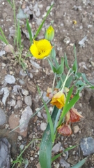Calochortus monophyllus