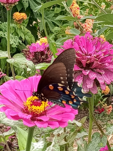 Pipevine Swallowtail